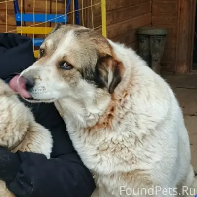 Пропала собака, г. Высоковск