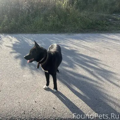 Пропала собака, Духовца