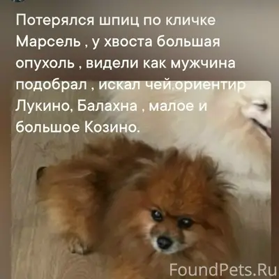 Пропал пёс, возможно больной