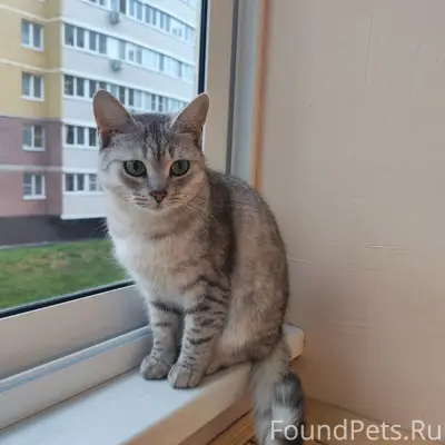 Пропала кошка, район Асламаса
