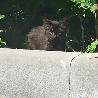 Пропал котёнок Чип, село Абрикосовка