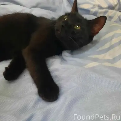 Найден котёнок, Московский проспект