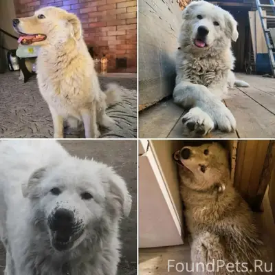Пропала собака