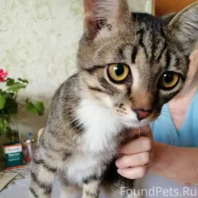 Найден котенок на Астраханской