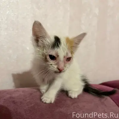 Найден котёнок-девочка, ищем хозяина