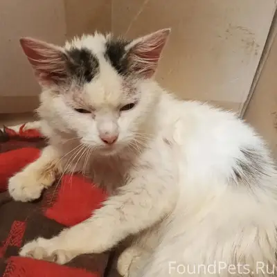 Найден кот, Ворсма