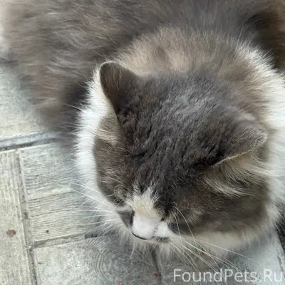 Найдена кошка с синим ошейником, район ул. Доватора