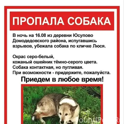 Пропала собака, Домодедовский район