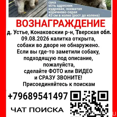 Пропала собака Афина, д. Устье, Конаковский р-н