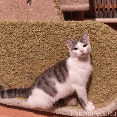 Найдена ручная кошка на Звёздной
