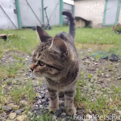 Найден котёнок, улица Степана Разина