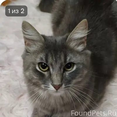 Пропала кошка, улица Дружбы 17А