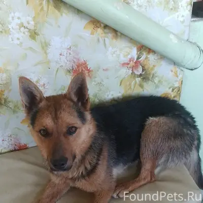 Пропал пёс Азор, посёлок Тургояк