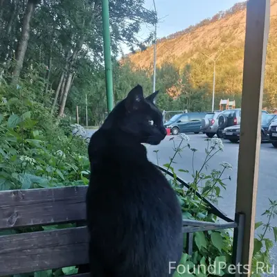 Пропал чёрный кот Кола, район ул. Миронова