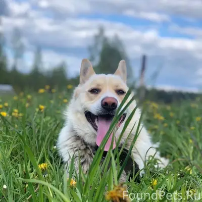 Пропала собака