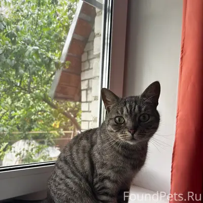 Найдена кошка, Тверь