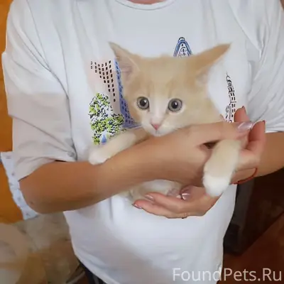 Найден котёнок Рыжик