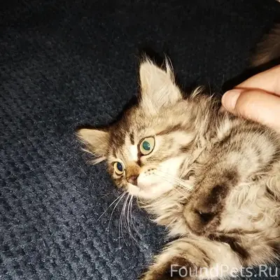 Найдена ласковая кошка, в поисках любящей семьи