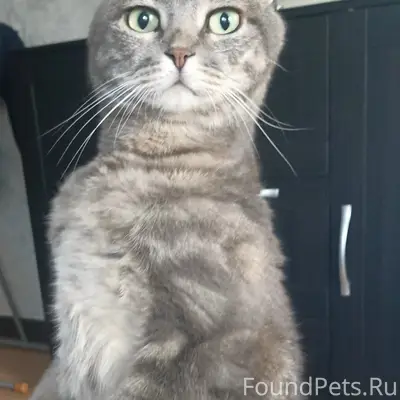Пропал кот, район Жегалово