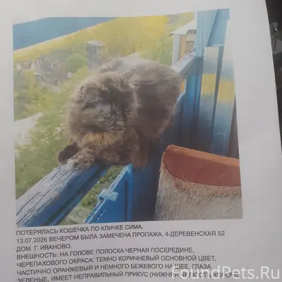 Пропала кошка Сима, Иваново