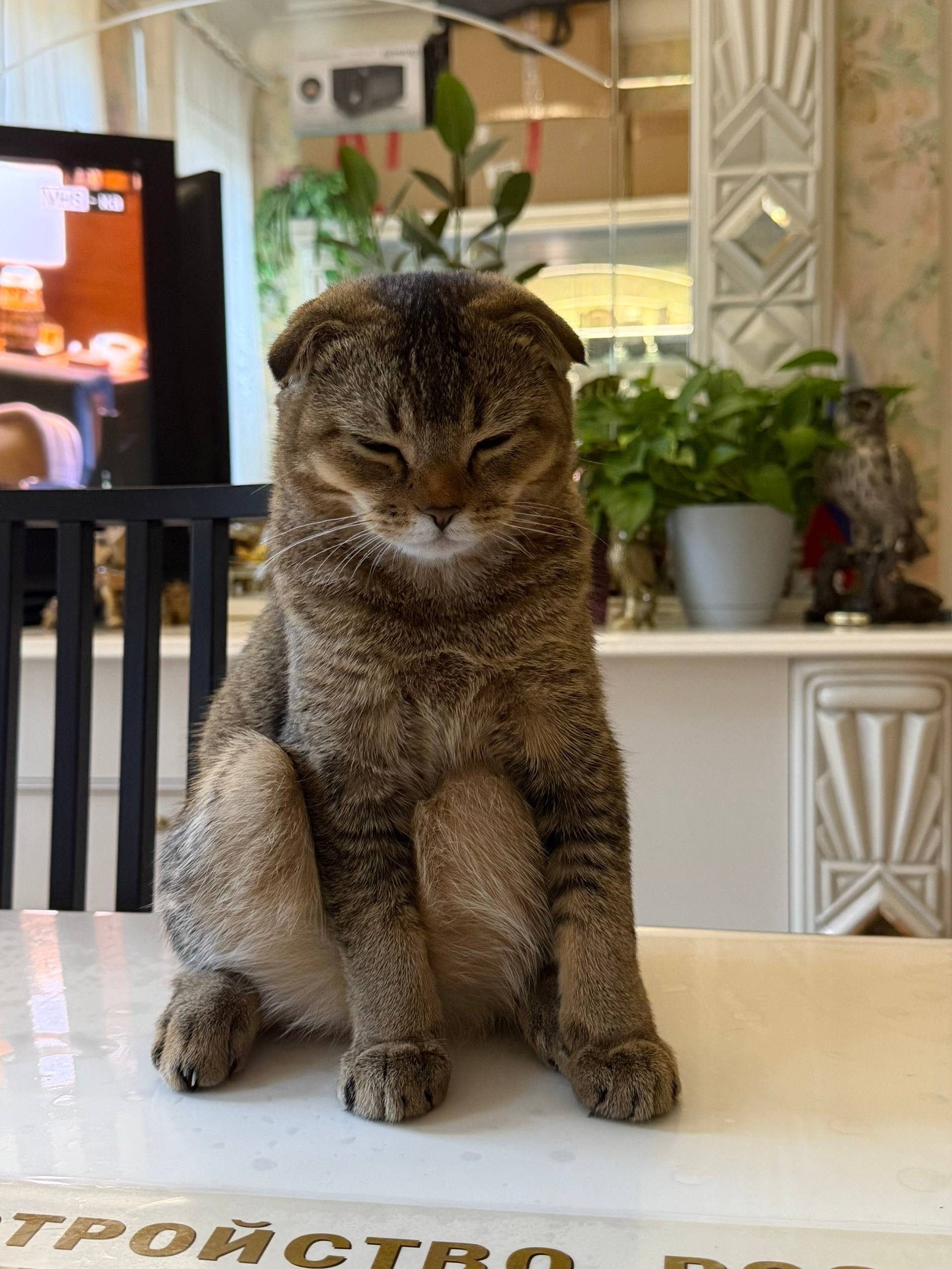 Пропал кот Боцман, Москва