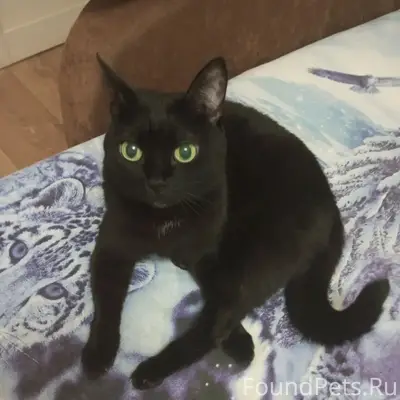 Пропала чёрная кошка, Химмаш, Саранск