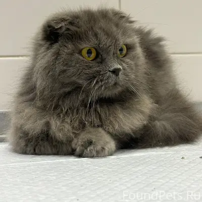 Найдена британская кошка
