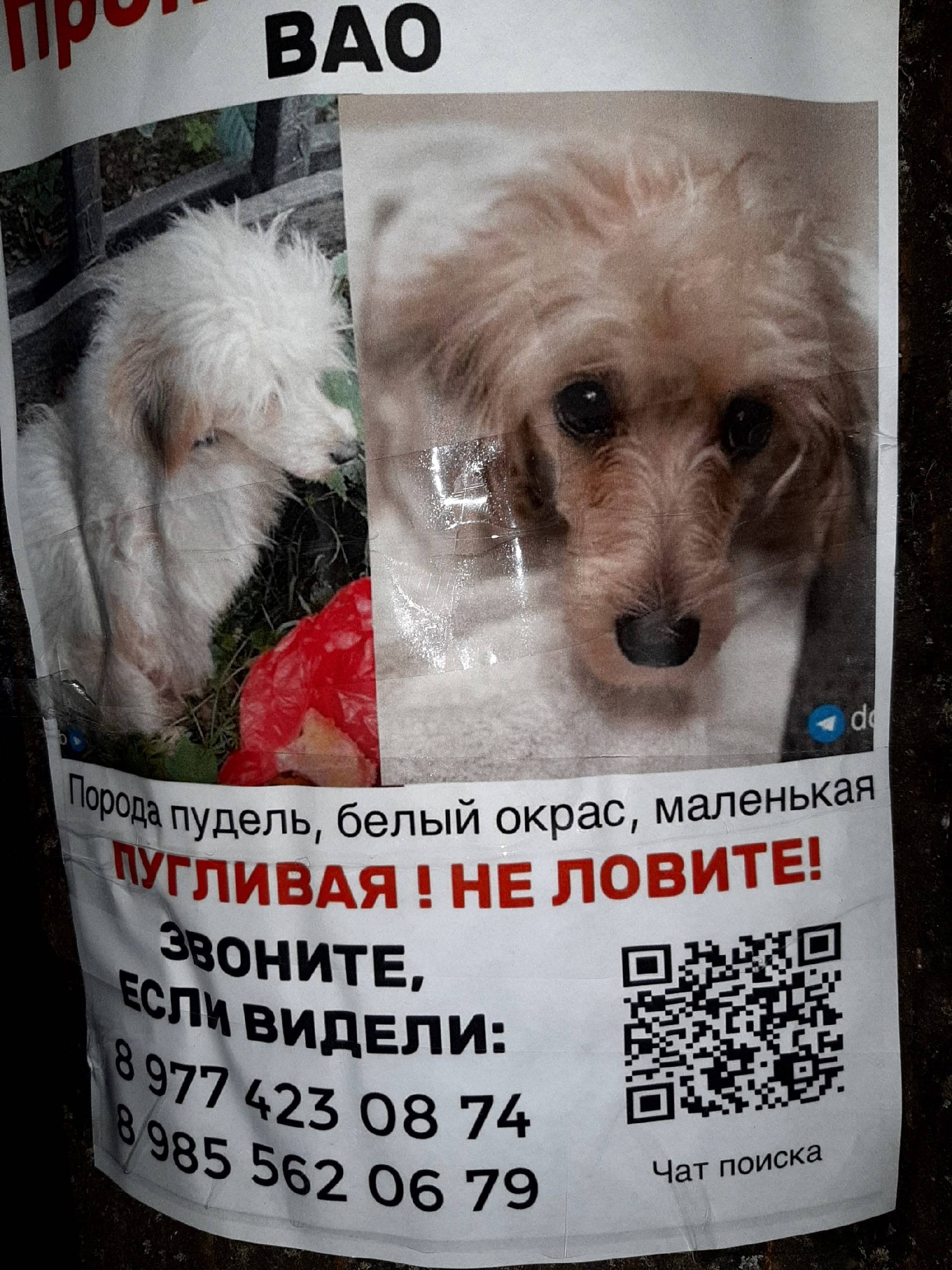 Пропал маленький белый пудель, Москва