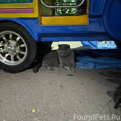 Найден кот, парк Дельфин