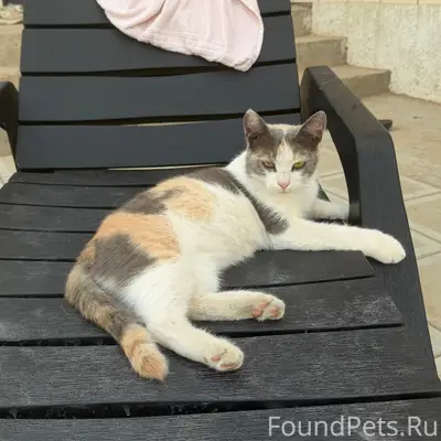 Пропала кошка, район хлебзавода