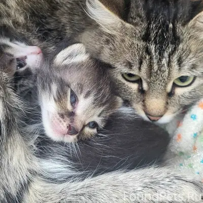 Найдена кошка с котятами, Соболя