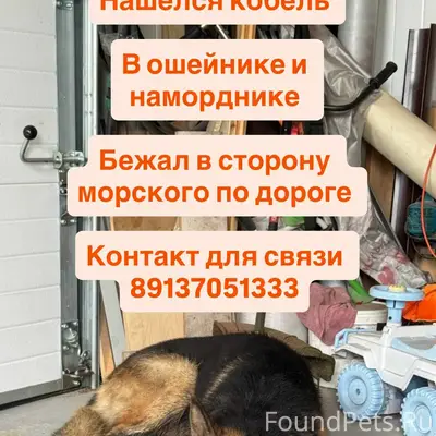 Найден пёс, морской район