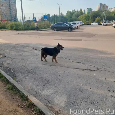 Пропал пёс, Академическая, Верхние Печёры