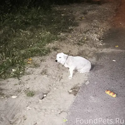 Найден пёс, [без клички], ул. Неделина