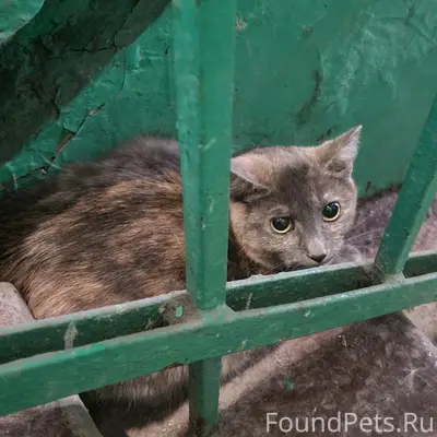 Найдена кошка, [место не указано]