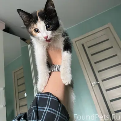 Найдена трехцветная кошка, без дома