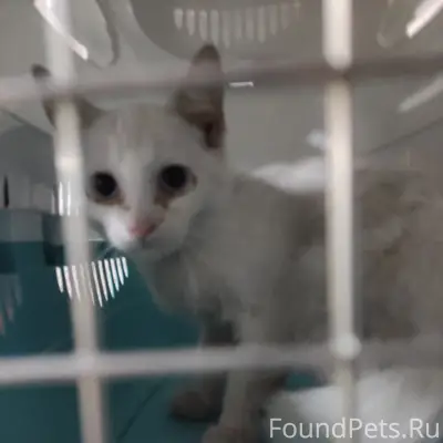 Найден белый котёнок, Обнинск, ЖК Циолковский