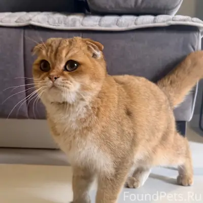 Найден шотландский вислоухий кот, Домодедово