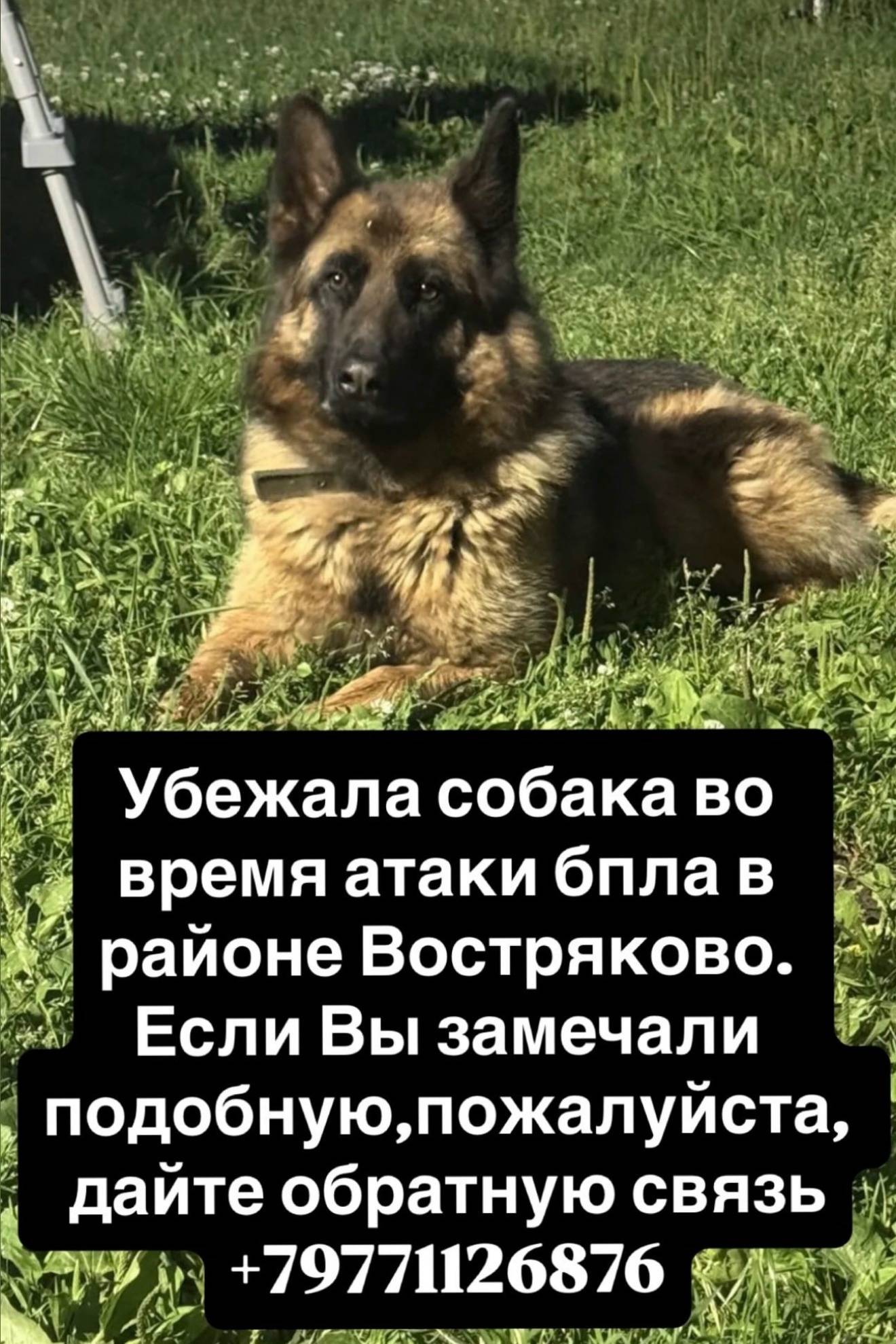 Пропал кобель немецкой овчарки Грей, Домодедово