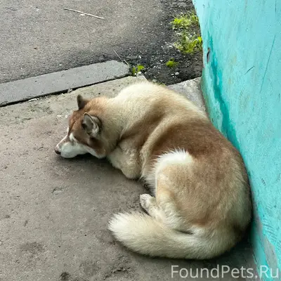 Найден пёс без ошейника, поранил лапу, набережная