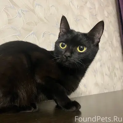 Пропала кошка Мисти, ул. Белоконской