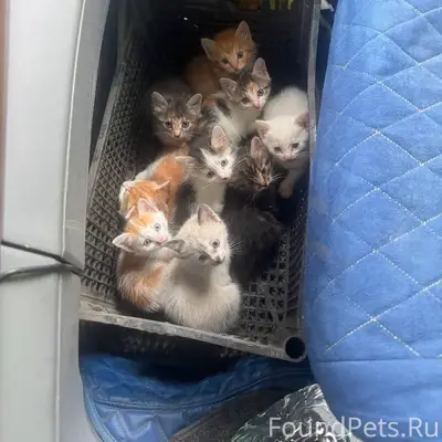 Найдены котята, около трассы