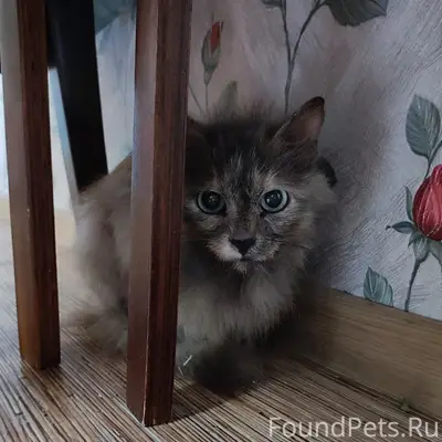 Найдена кошка, Краснокамск