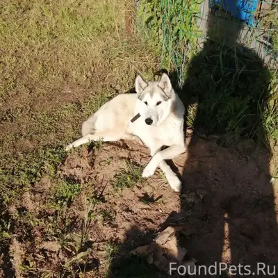 Пропала собака, п. Ясный
