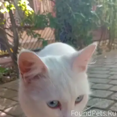 Найдена кошечка (котик)