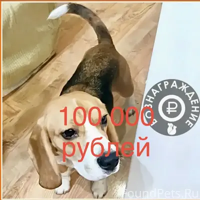 Пропала собака бигль, Первоуральск
