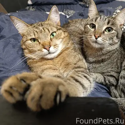 Пропали кот Шершень и кошка Катюша, СГШ