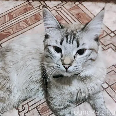 Пропал кот