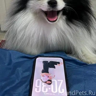 Пропал пёс, улица Лесная