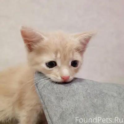Найден котёнок, д. Лазарево